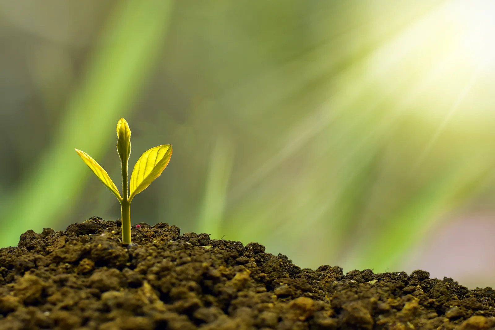 Fractional COO, Interim COO or permanent hire: how should you choose?