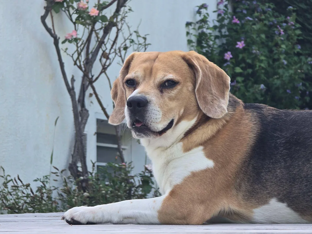 À propos de The Wise Beagle : Romain, Gordon et approche conseil