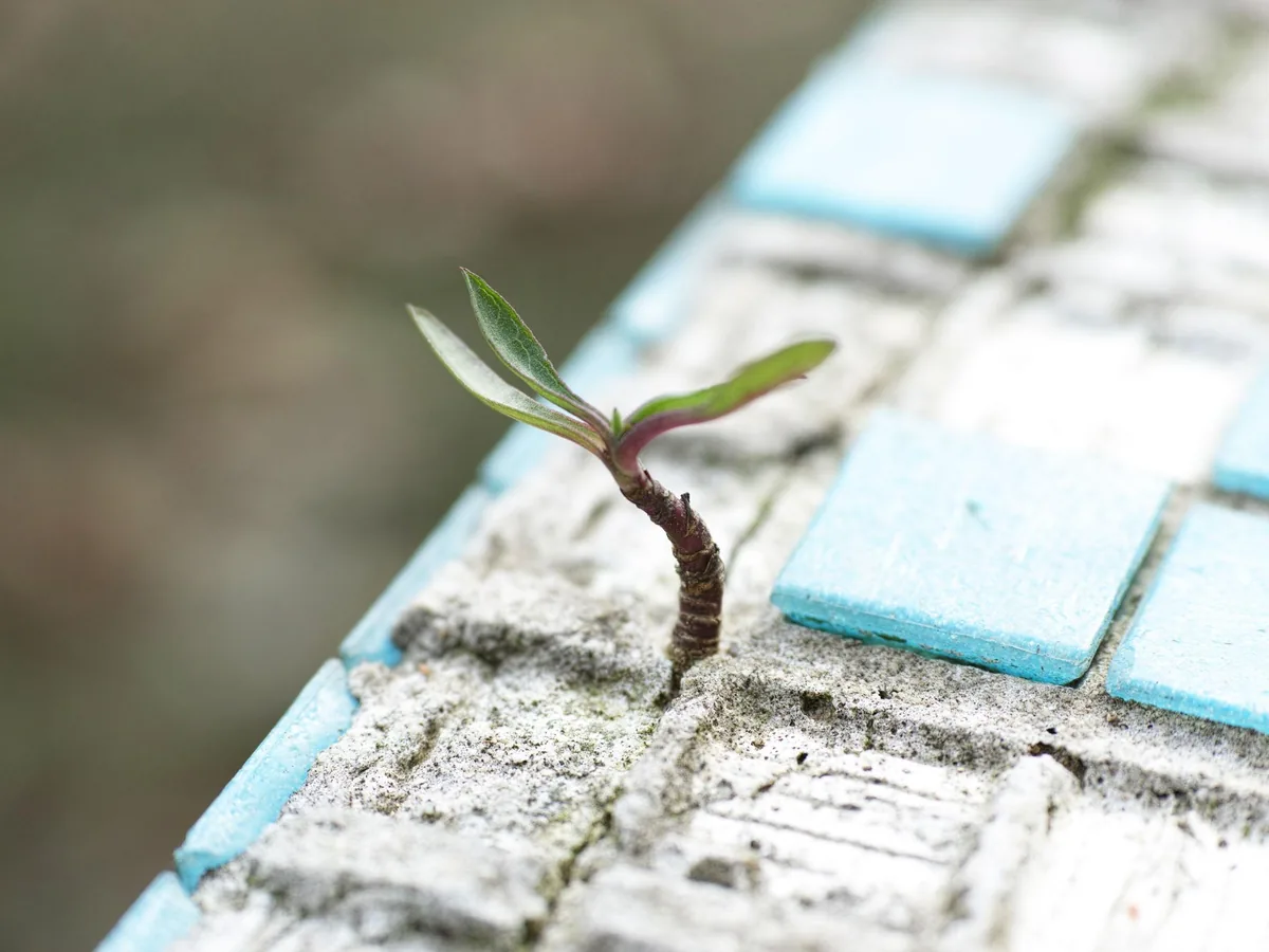 Direction croissance externalisée pour structurer marketing et acquisition